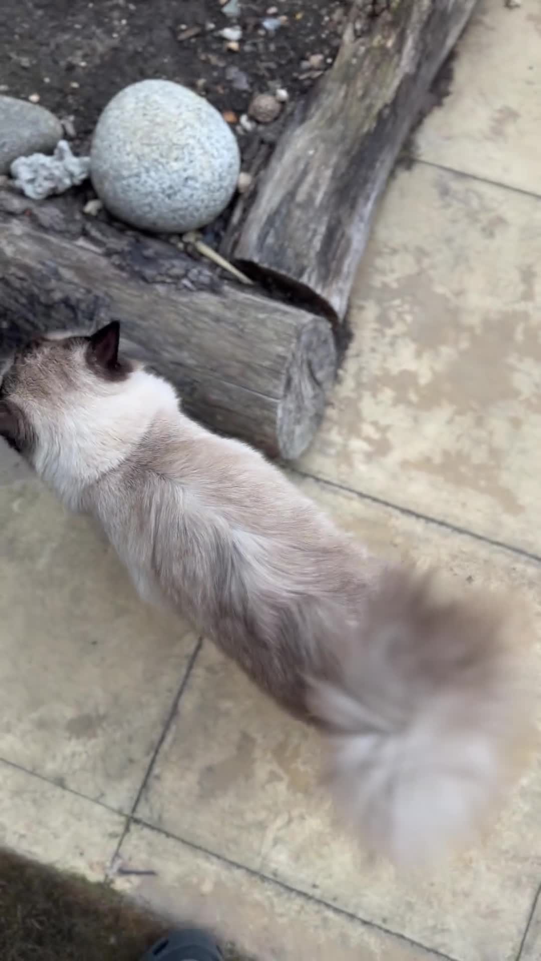 Ragdoll cats for sale: 🐾 Loving 21-Month-Old Male Seal Mitted Ragdoll 🐾 - Video 3