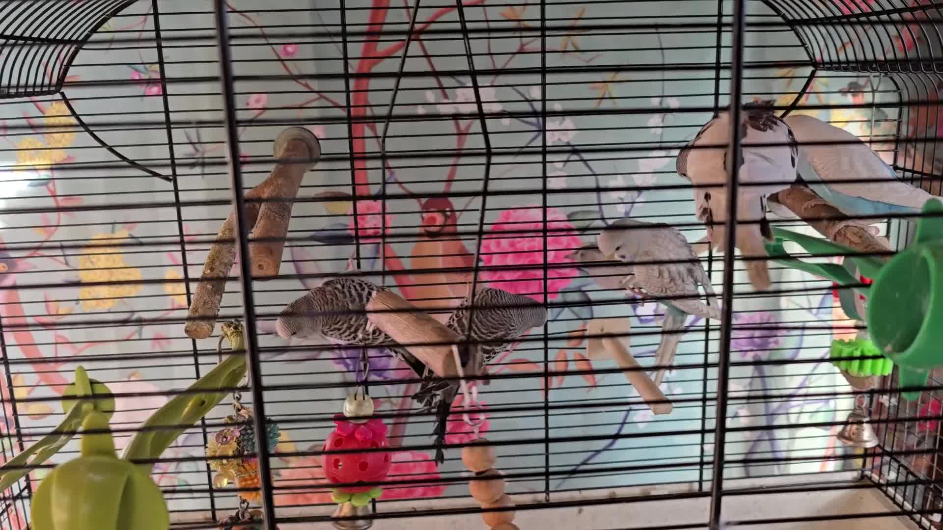 Budgerigars birds for sale: Gorgeous baby budgies - Video 1