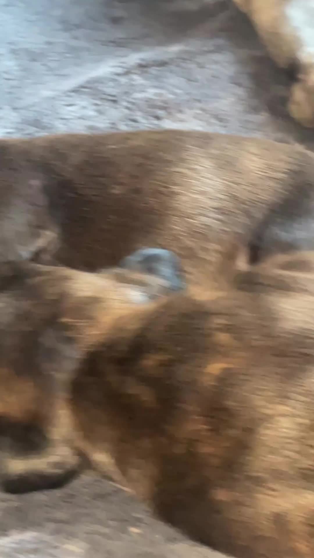 Staffordshire Bull Terrier dogs for sale: KC Beautiful litter of blue/red staffys  - Video 3