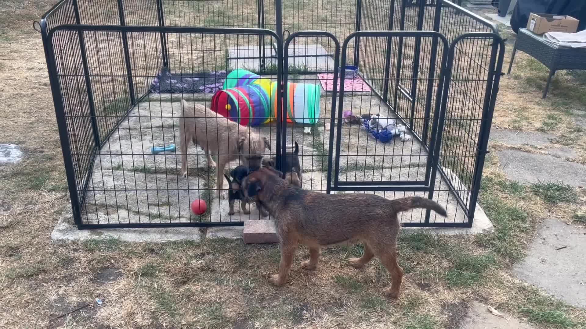 Border Terrier dogs for sale: Home Bred Border Terrier Puppoes  in Haverhill - Video 3