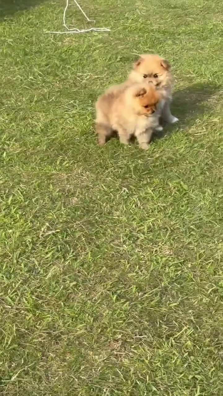 Pomeranian dogs for sale:     Tiny Fluffy Pomeranian Girls in Boston - Video 1