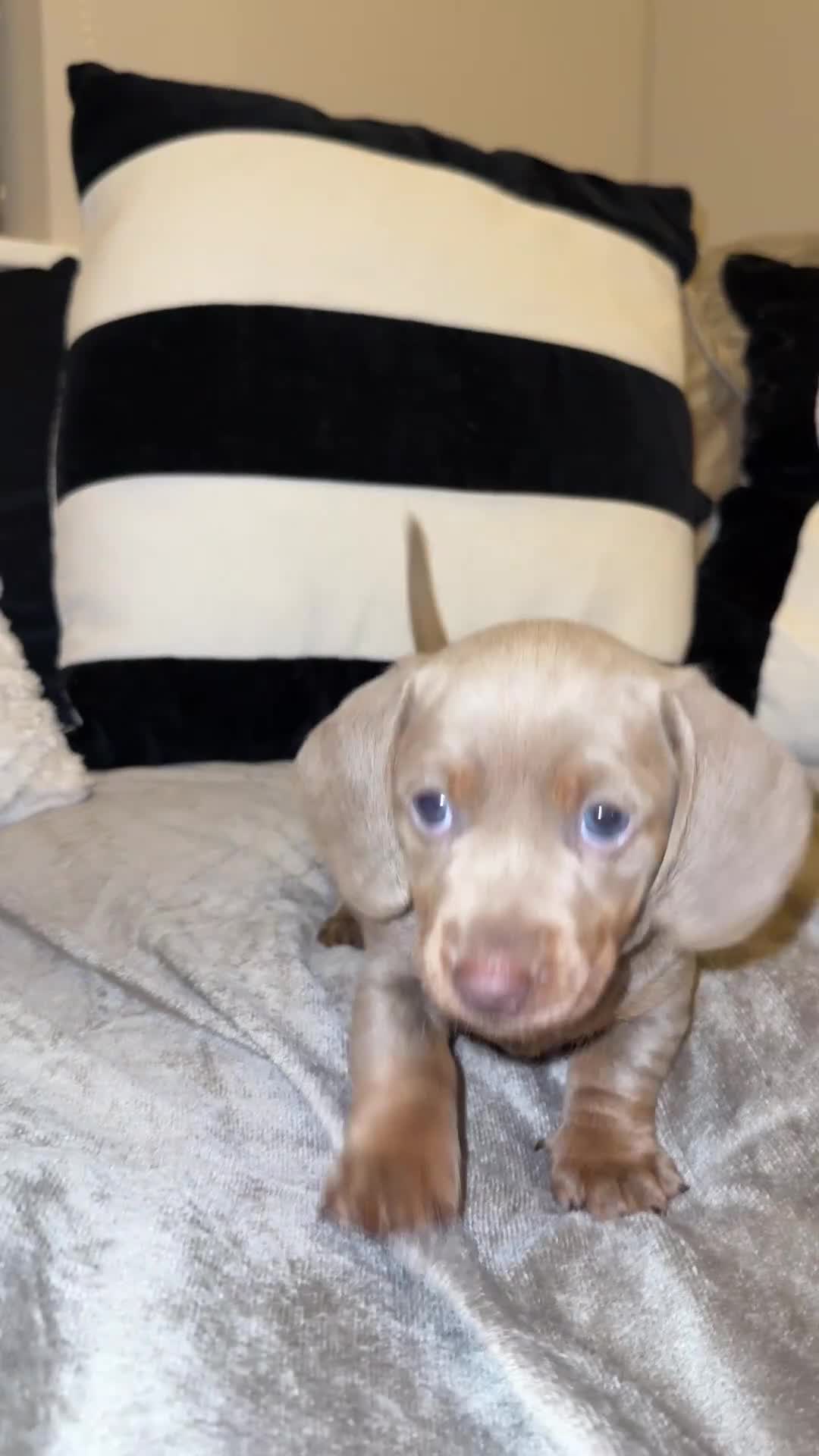 Miniature Dachshund dogs for sale:  READY NOW Quality minismooth haired dachshunds 🐾 - Video 2
