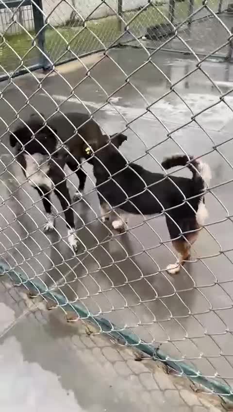 Mixed Breed dogs for adoption: Sybil, Approx 7 years. Reserved STC. - Video 1