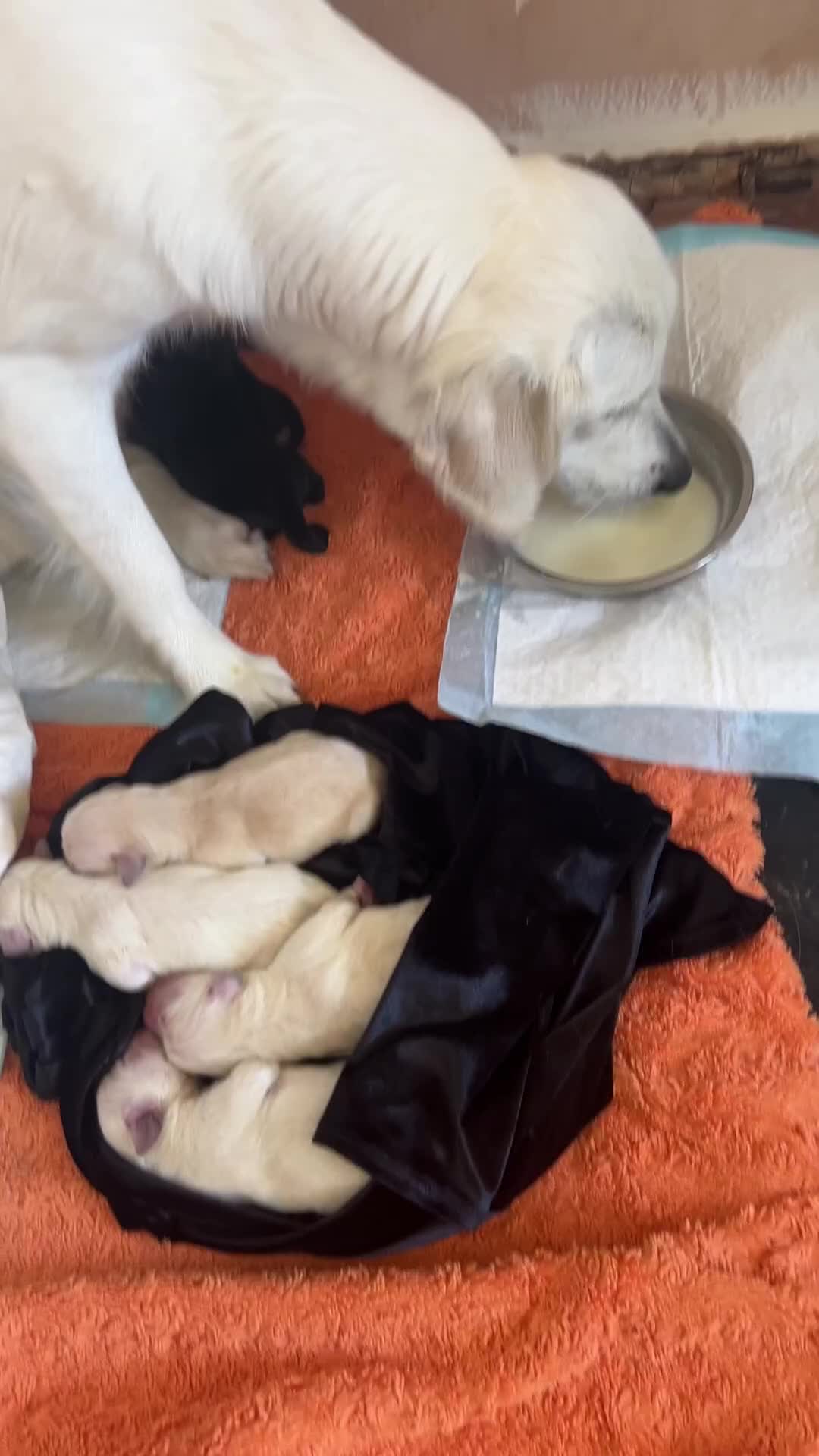 Goldador dogs for sale: Puppies- Goldadors (Golden retriever) (Labrador)  - Video 1