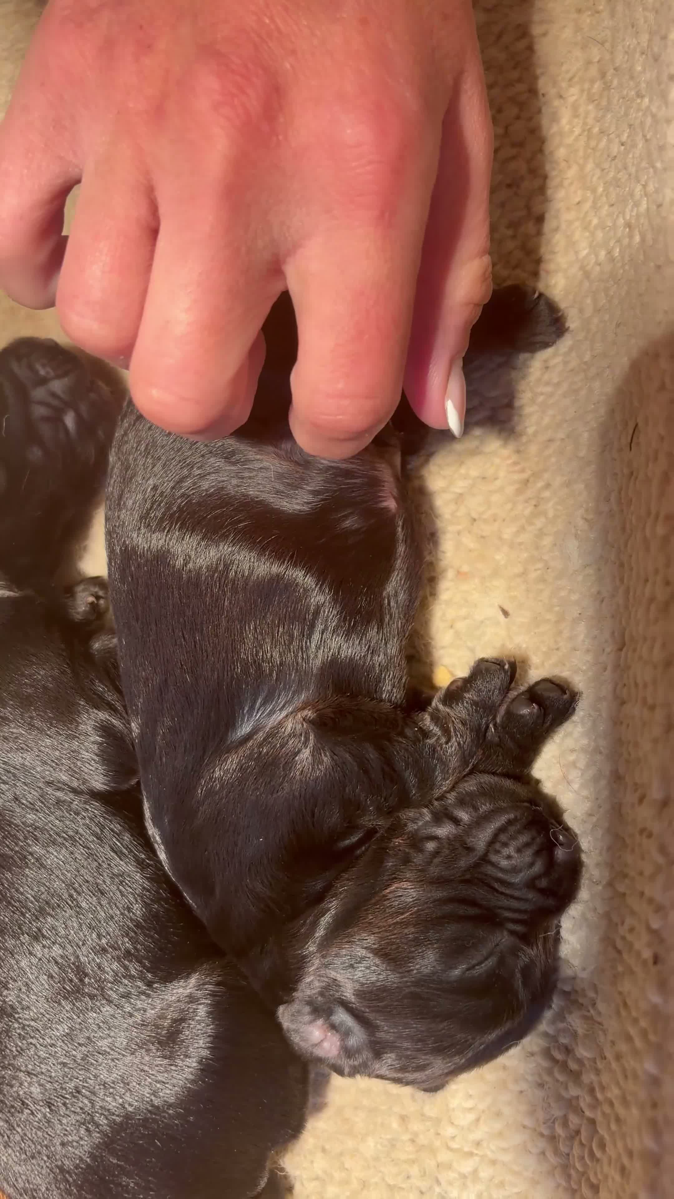 Cocker Spaniel dogs for sale: Working KC Registered Cocker Spaniel pups  - Video 1