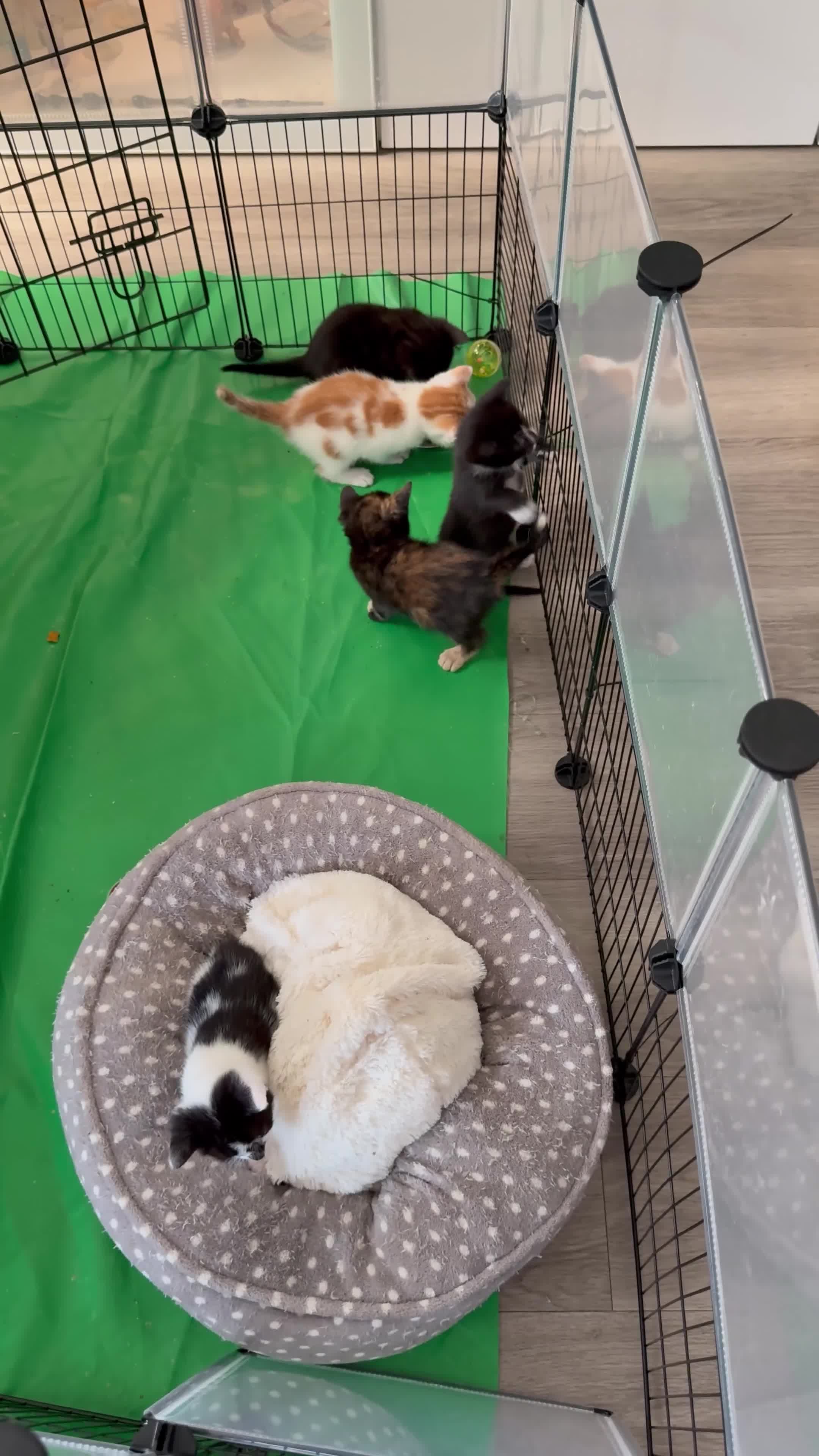 Mixed Breed cats for sale: Beautiful playful kittens for sale - Video 1