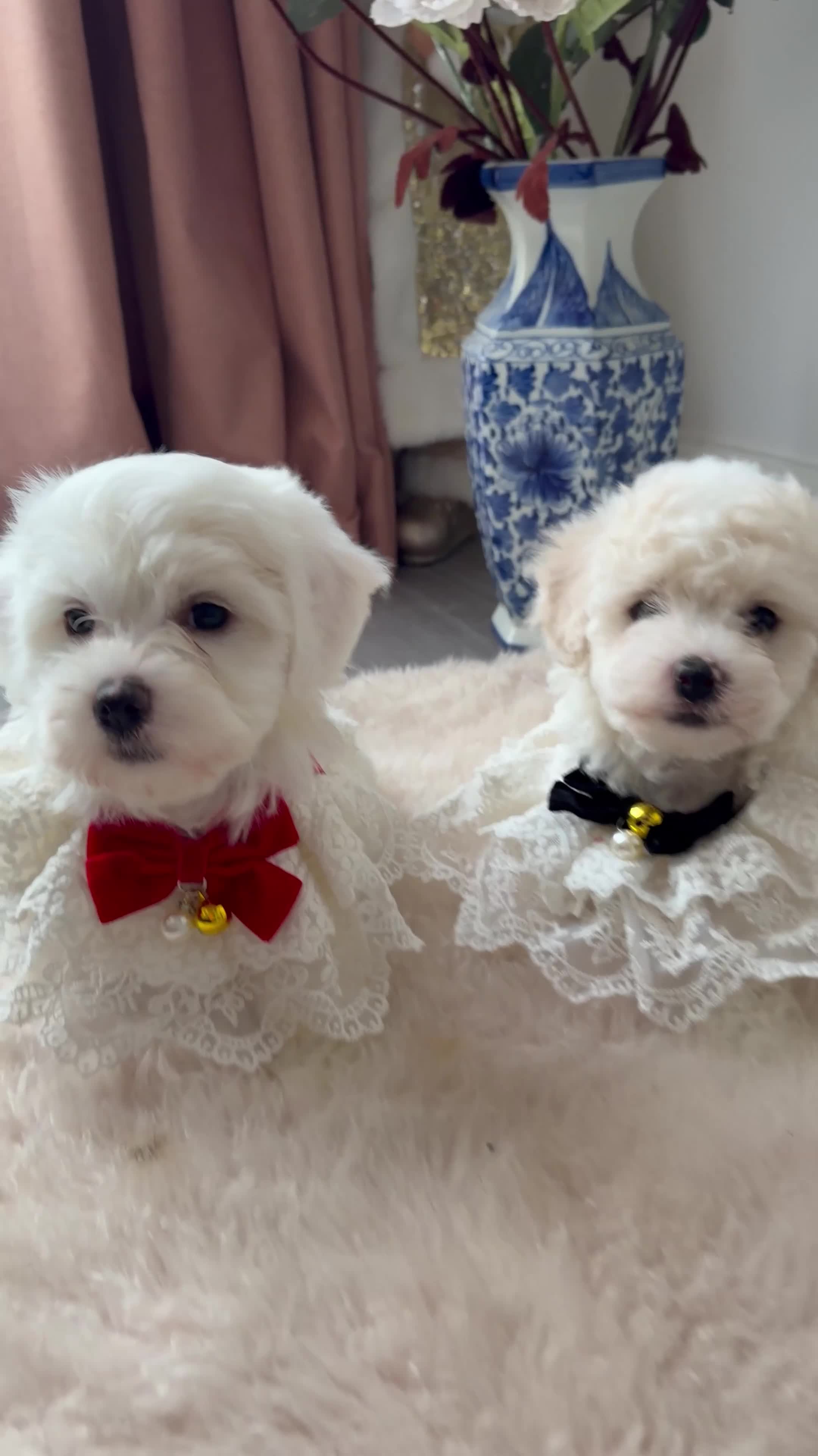 Bichon Frise dogs for sale: 🐶 Bichon Puppies – looking for loving Homes  - Video 2
