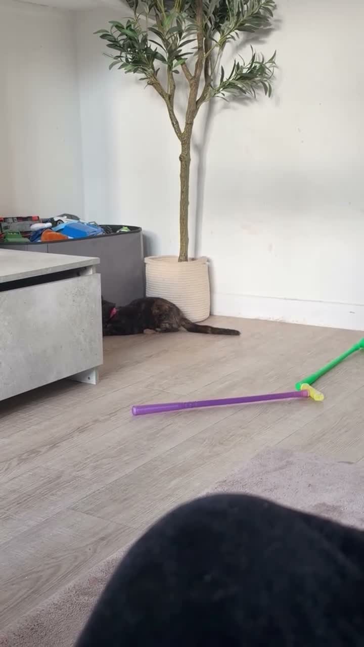 Mixed Breed cats for sale: 2 female kittens Bengal X Mainecoone in Exeter - Video 1