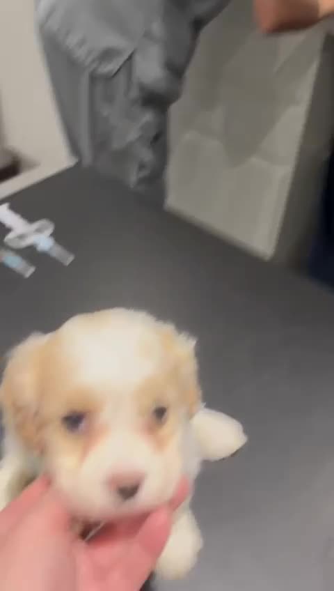 Cavapoochon dogs for sale: ⭐️1 CAVAPOOCHON in Cheshire (KC DAD) ready now✅ - Video 2