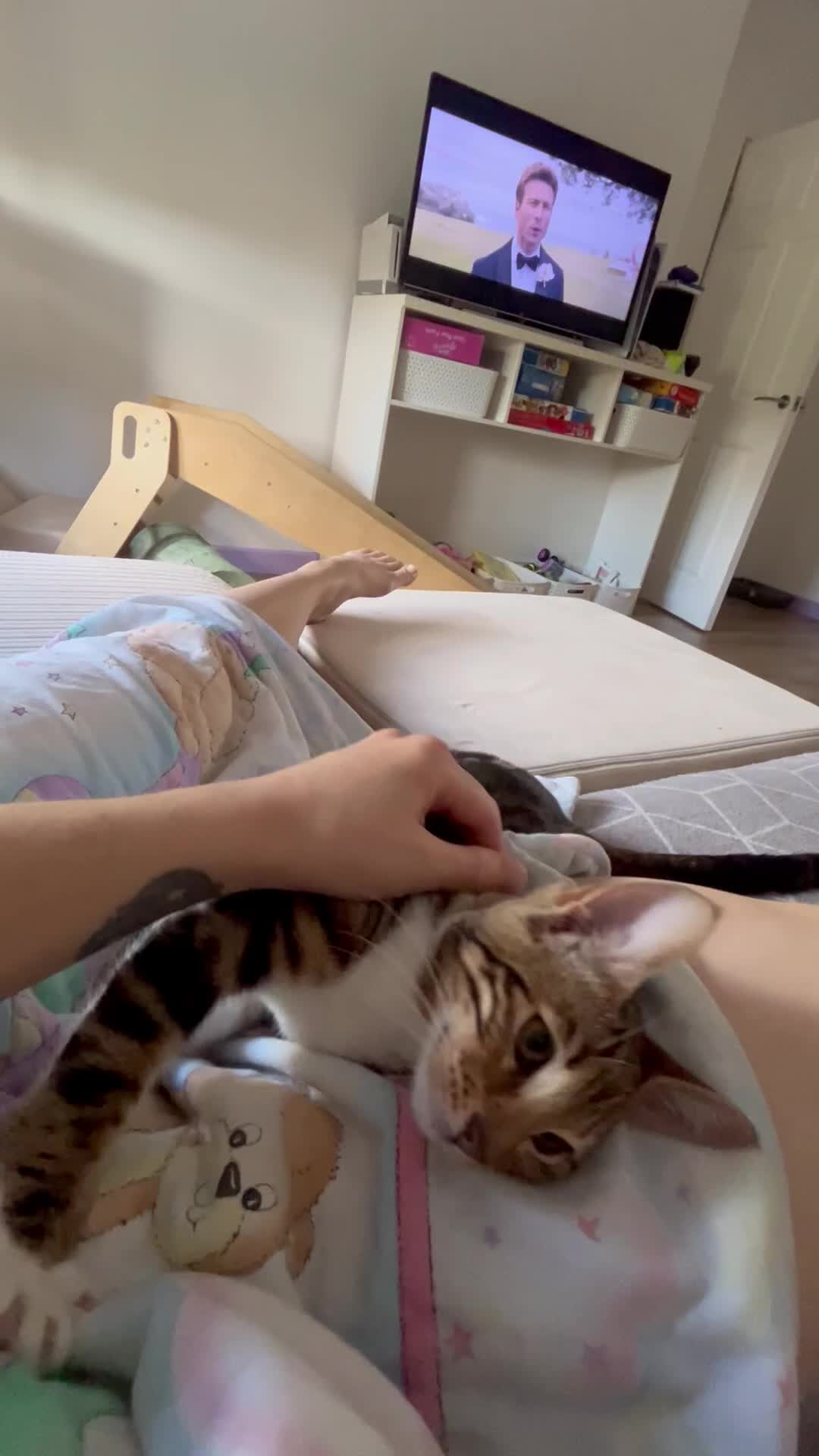 Bengal cats for sale: Half bengal half tabby kitten 17 weeks  - Video 1