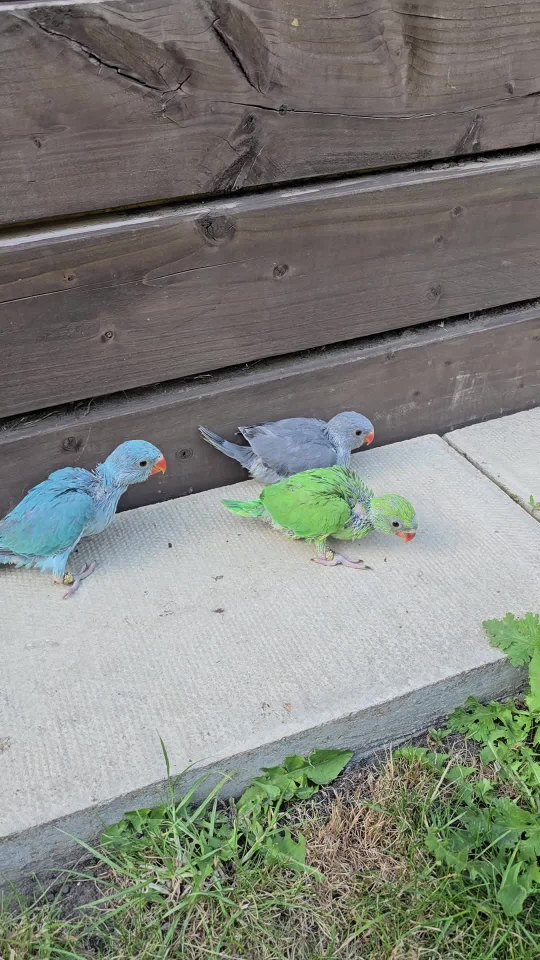Ringnecks birds for sale: Baby Ringnecks 💥Sold💥 - Video 1