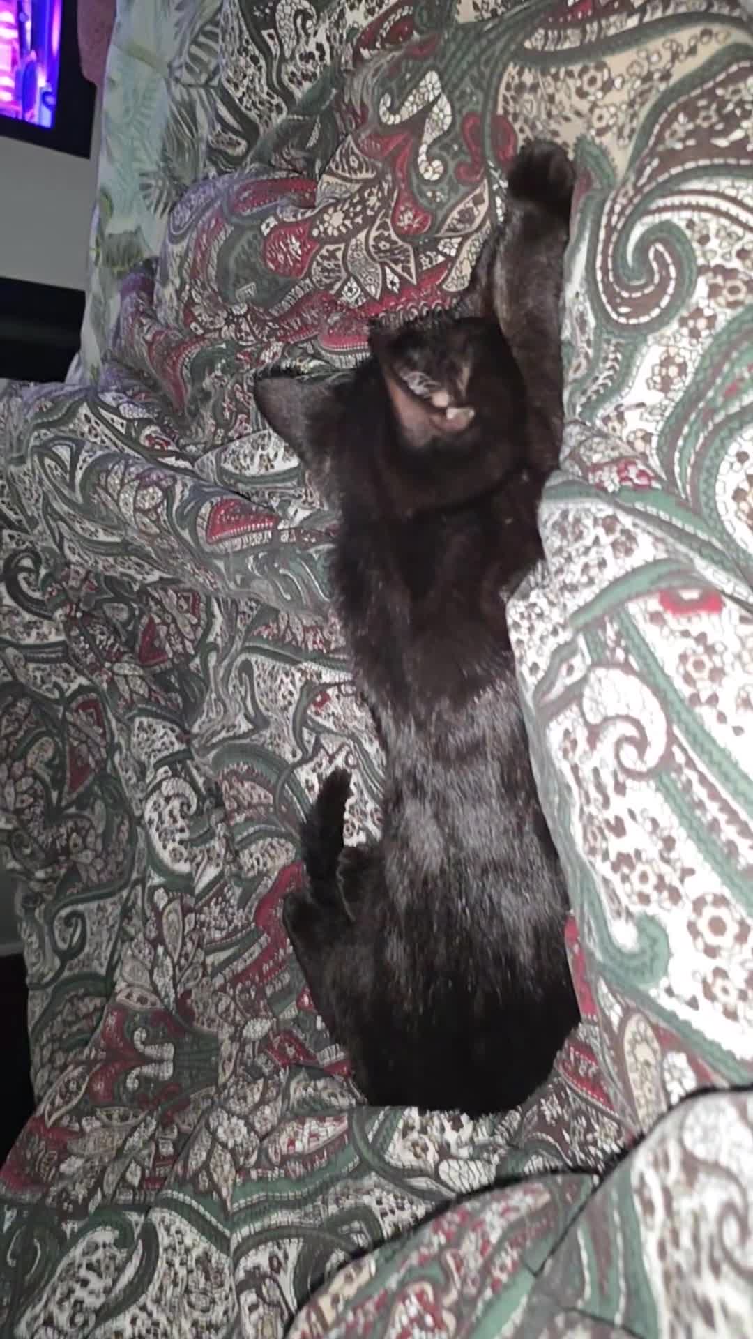 Mixed Breed cats for sale: Cat for sale  - Video 2