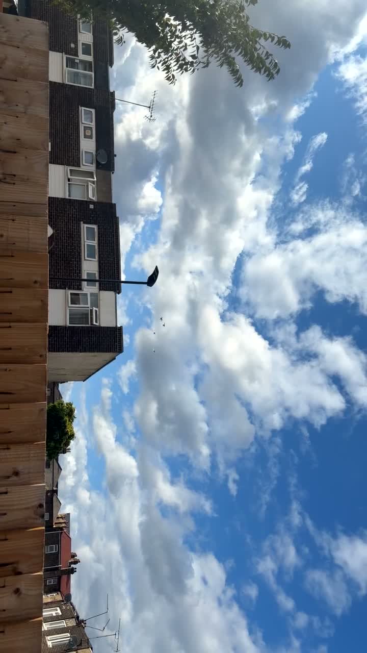 Pigeons birds for sale: Birmingham Rollers  - Video 1