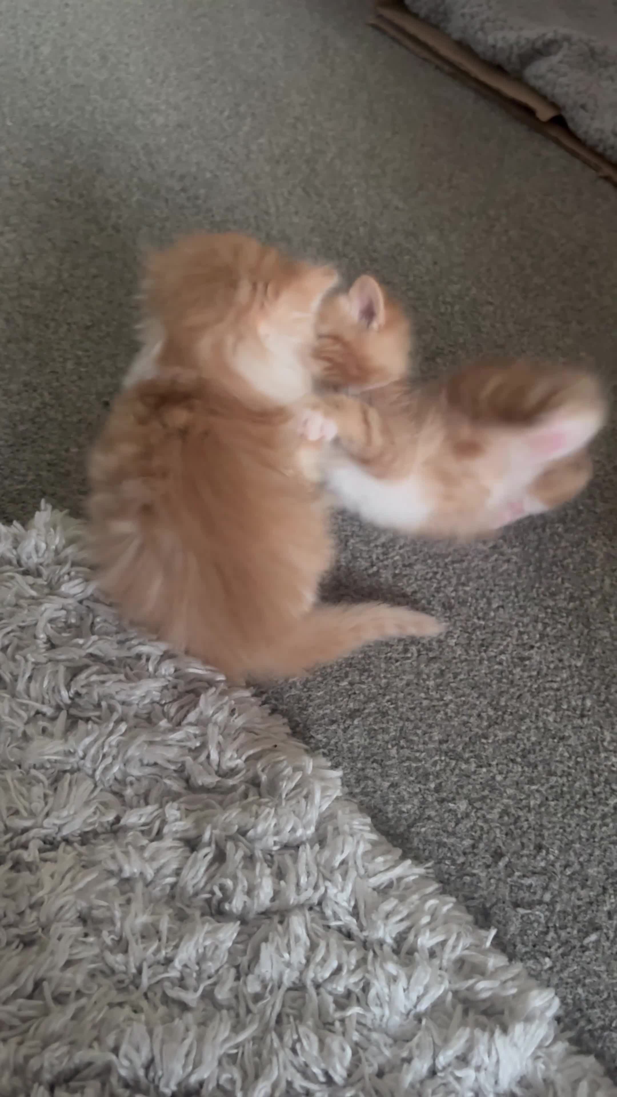 Mixed Breed cats for sale: Beautiful kittens for sale  - Video 1
