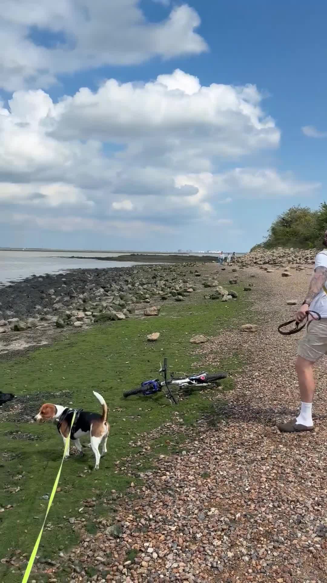 Mixed Breed dogs for sale: Bingo – Whippet x Labrador (Whipador)  in Maidstone - Video 2