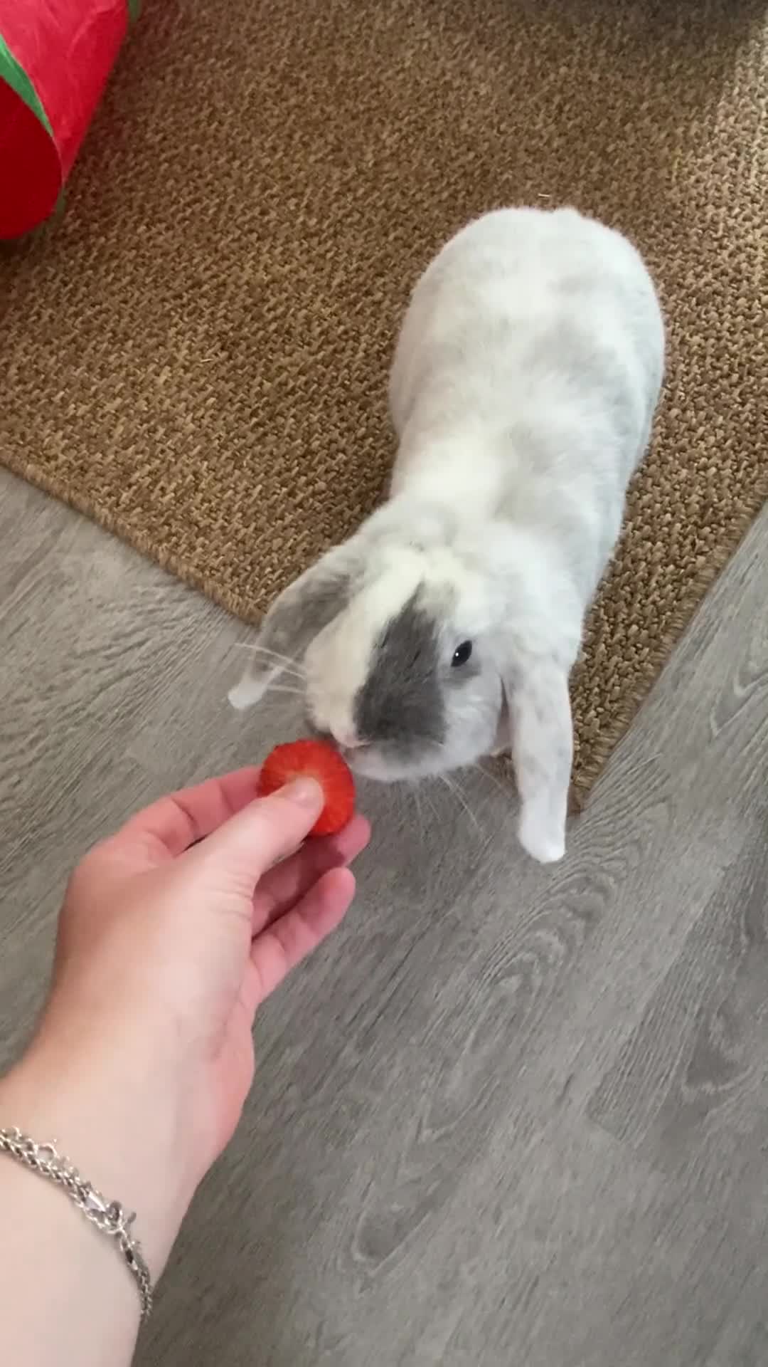 Mini Lop rabbits for sale: Adorable free roam indoor female rabbit - Video 1
