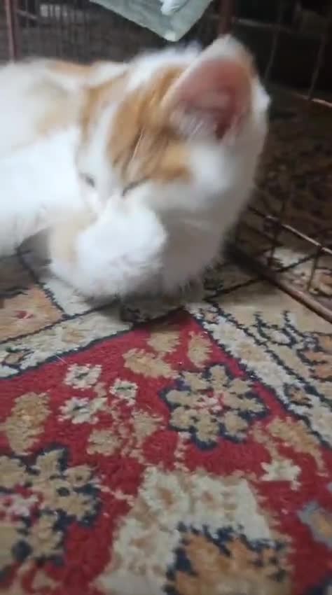 Domestic Shorthair cats for sale: Mom and kitten for sale - Video 2