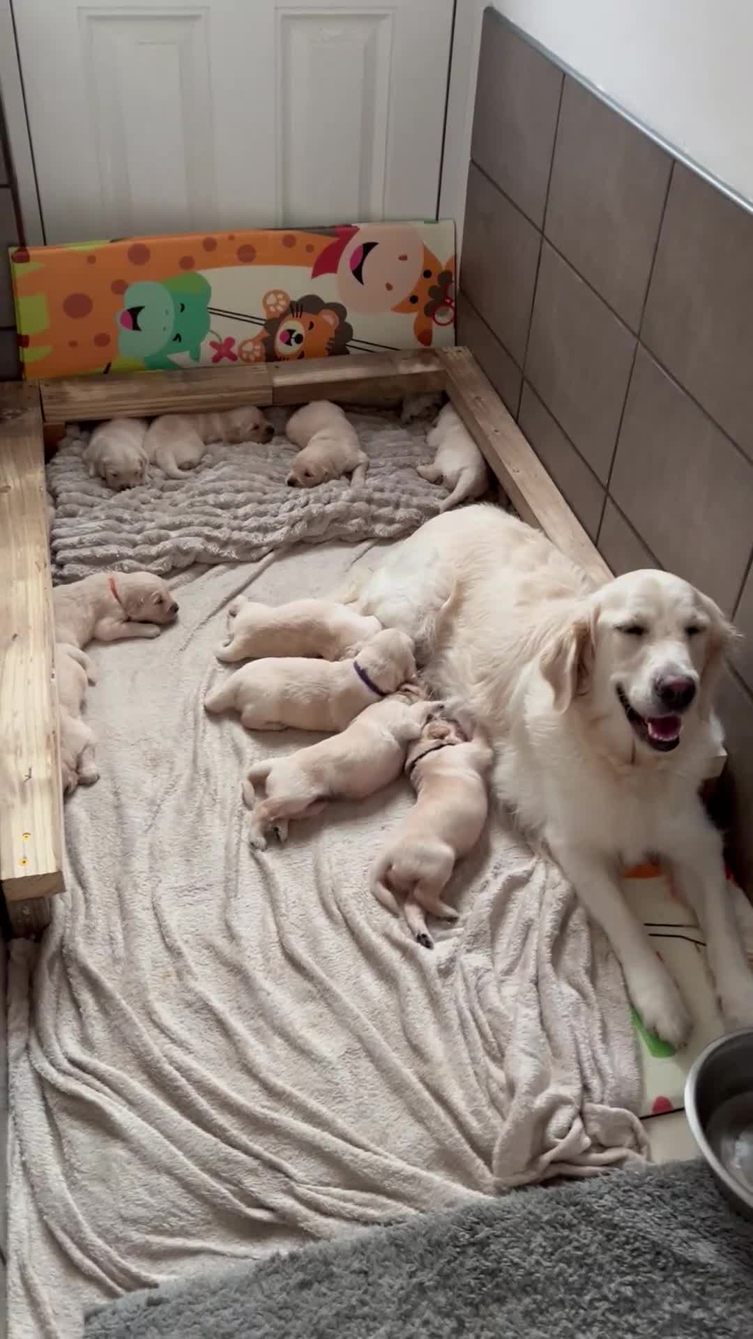 Golden Retriever dogs for sale: Beautiful KC Golden Retriever Babies  - Video 3