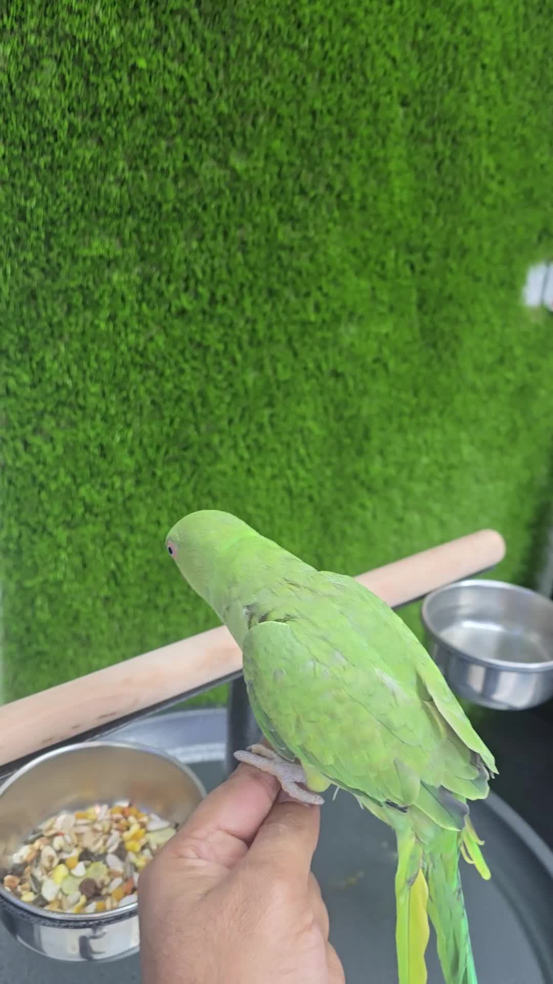 Lovebirds birds for sale: Ringneck Baby - Video 2