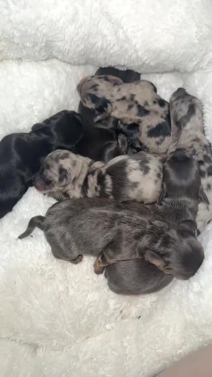 Dachshund dogs for sale:  6 mini long haired dachsunds - Video 1