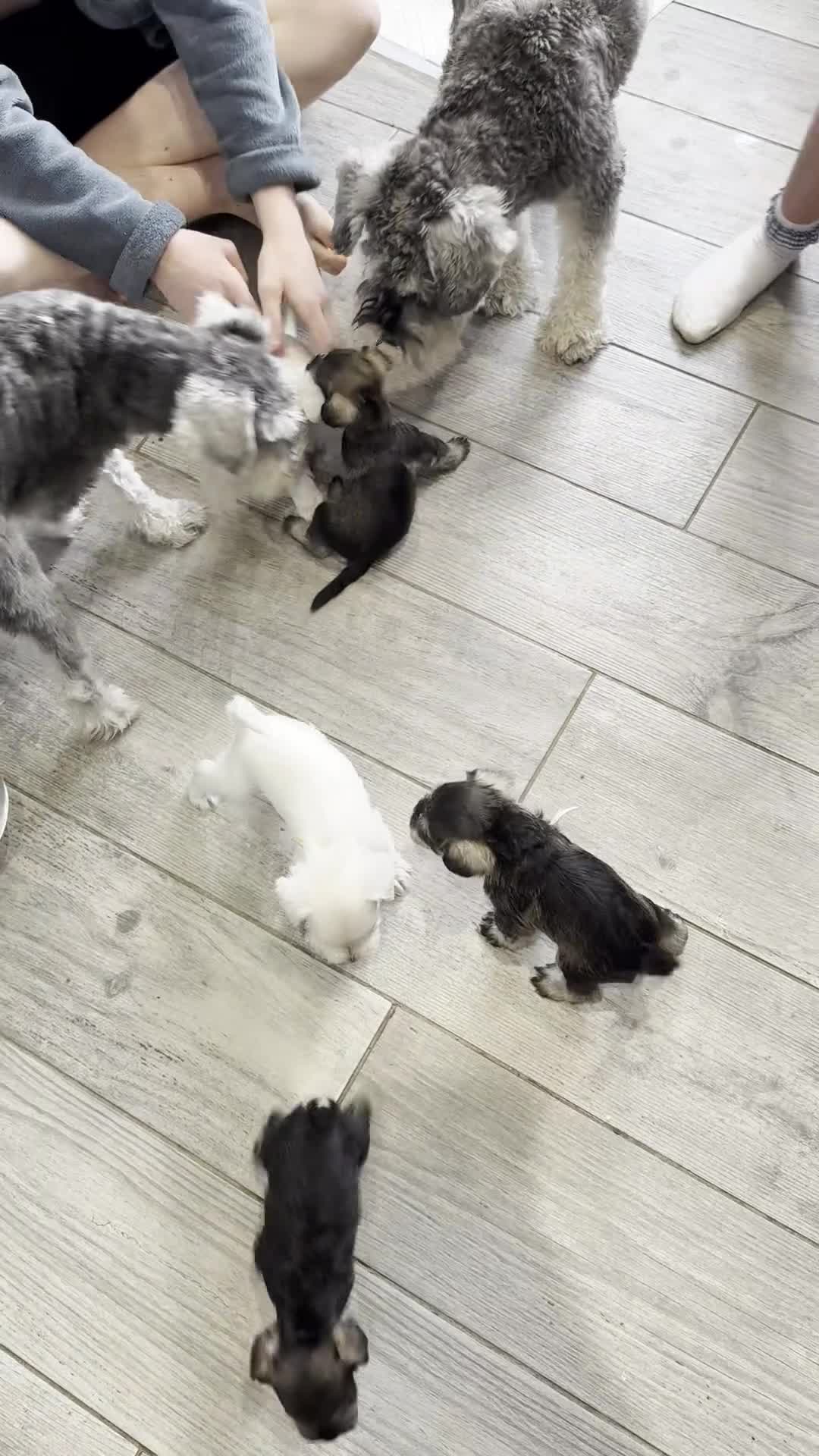 Miniature Schnauzer dogs for sale: KC Registered Miniature Schnauzer Puppies - Video 1