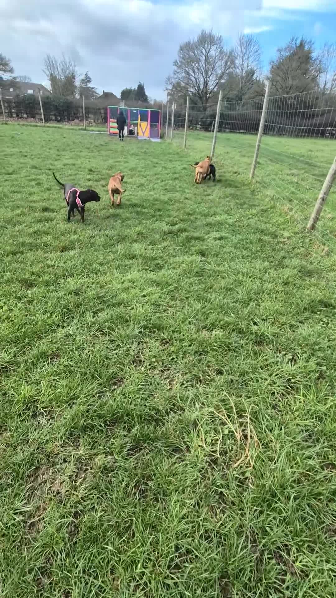 Mixed Breed dogs for sale: Bullmastiff Cross Puppies  - Video 1