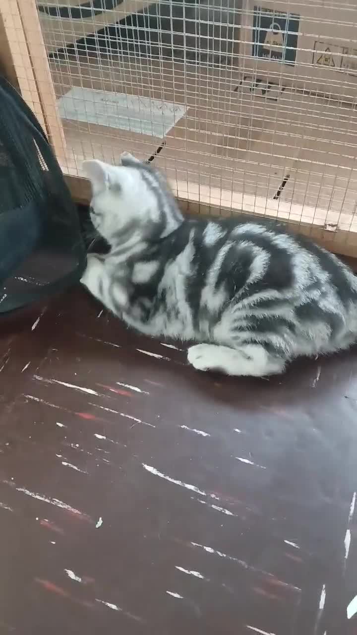 British Shorthair cats for sale:  Bsh.Silver Classic Tabby. GCCF - Video 4