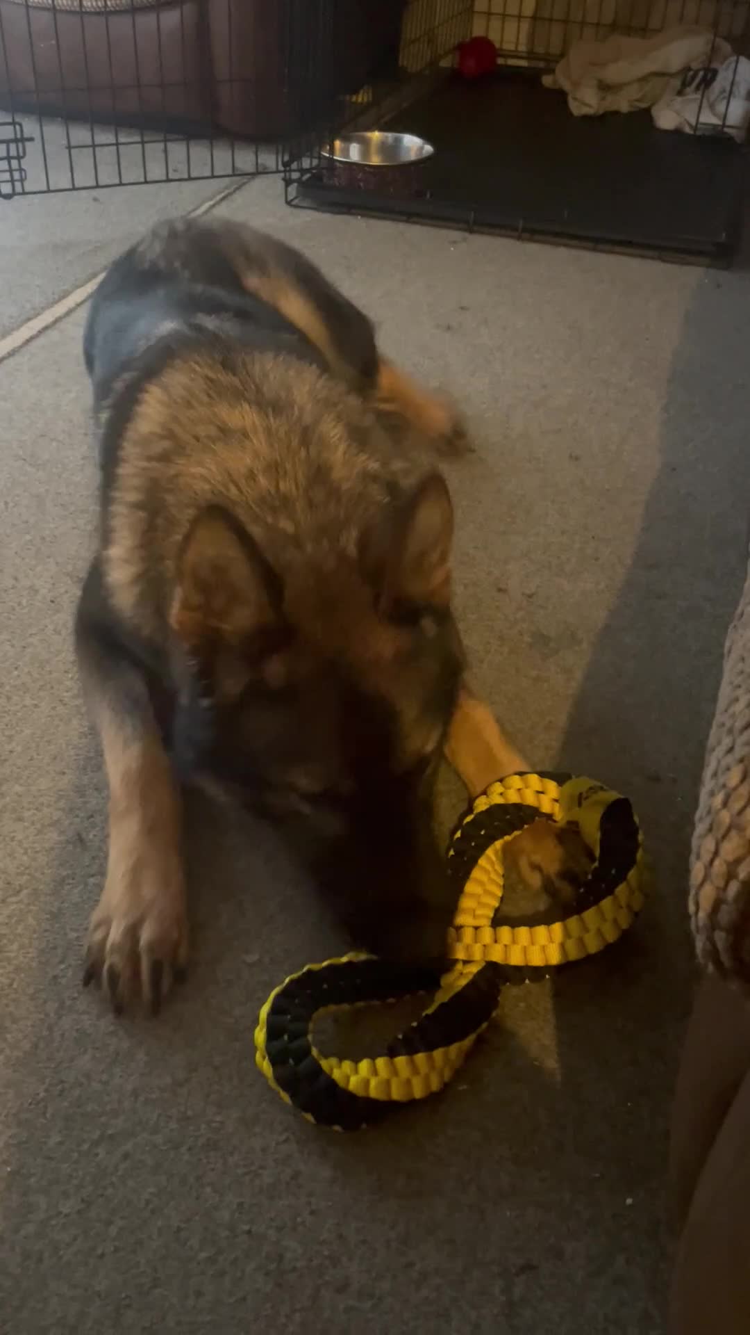 German Shepherd dogs for sale: Lovely female German Shepherd - 18 months - Video 1