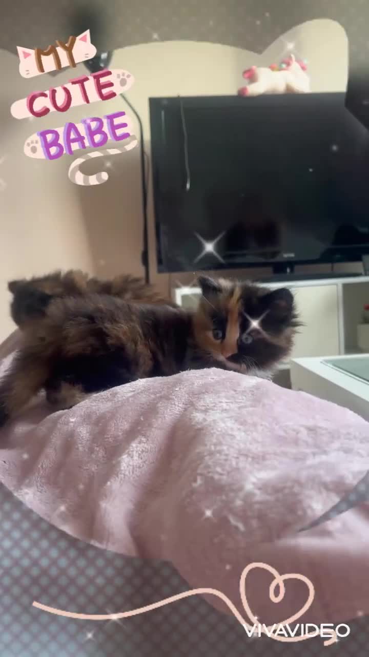 Ragdoll cats for sale:  Ragdoll Kittens- Blue Eyed, Fluffy, Very Cuddly  - Video 2