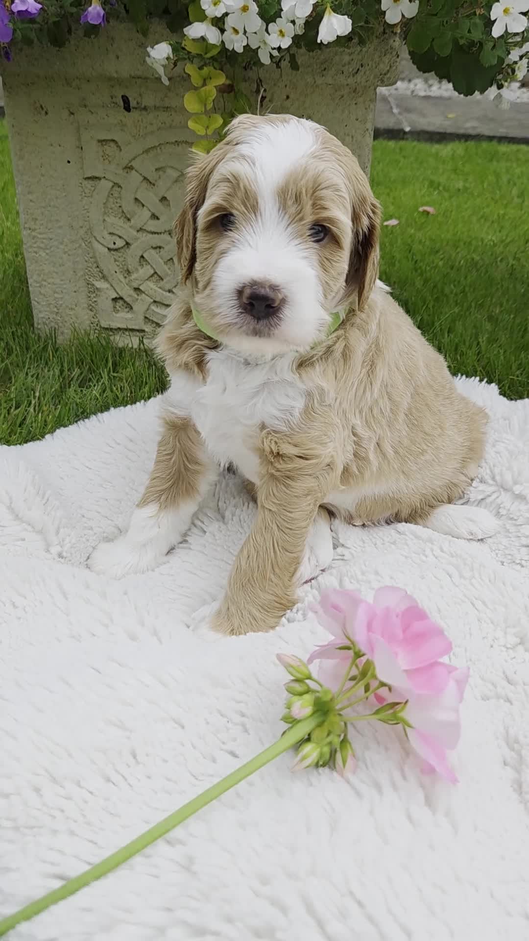 Australian Labradoodle dogs for sale: Australian Labradoodle Puppies - Video 5