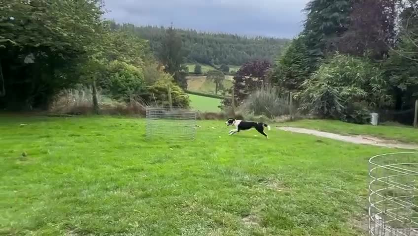 Border Collie dogs for sale: Superb natured female border collie - Video 1