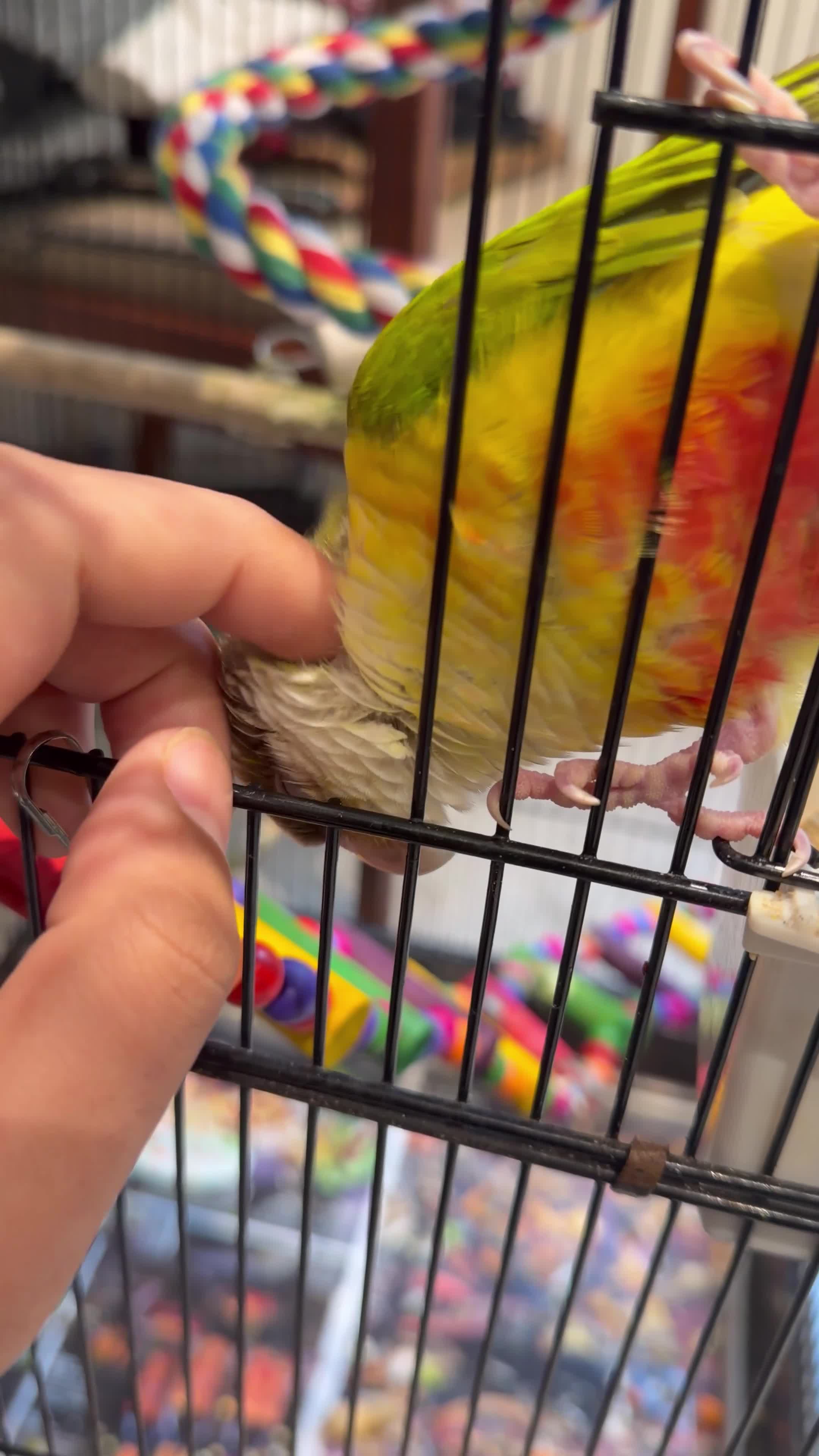 Conures birds for sale: pineapple green cheek conure - Video 1