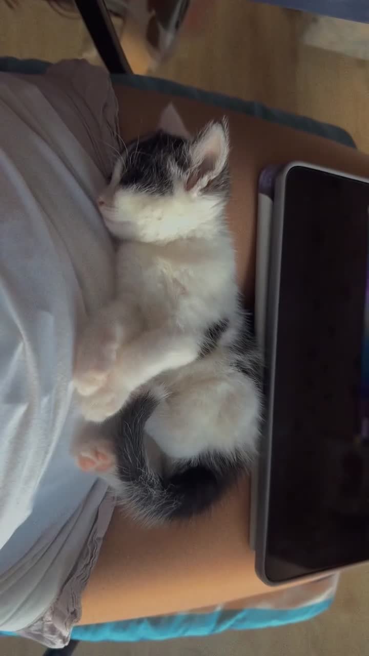 Mixed Breed cats for sale: 🐱 Adorable Black &White Domestic Shorthair Kitten in Swindon - Video 5