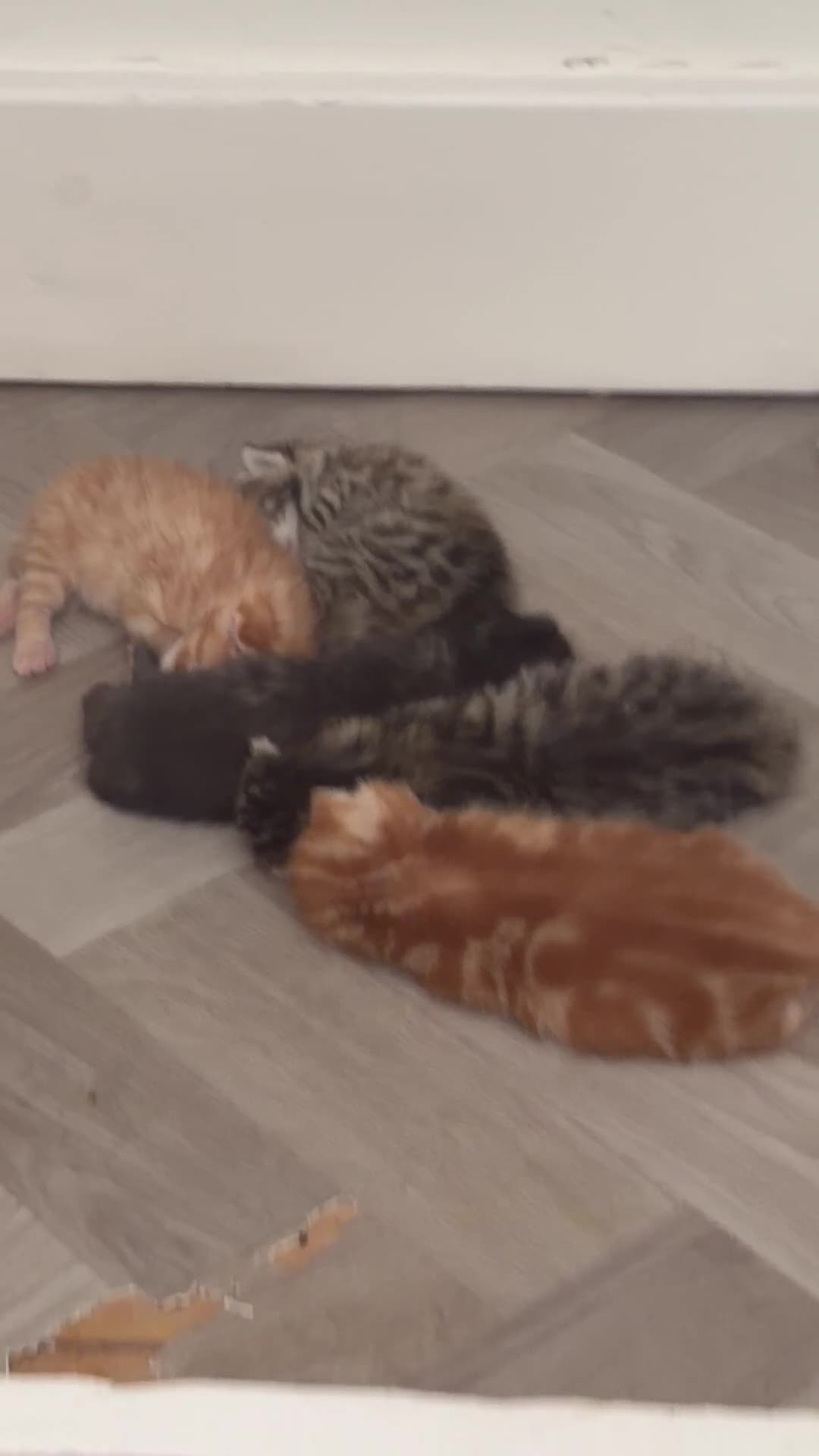 Mixed Breed cats for sale: Beautiful Mixed Kittens  - Video 1