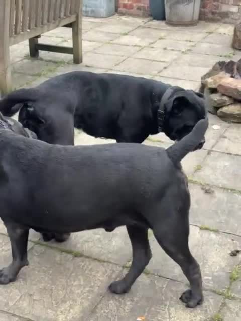Cane Corso dogs for sale: 2 beautiful huge males left  - Video 2