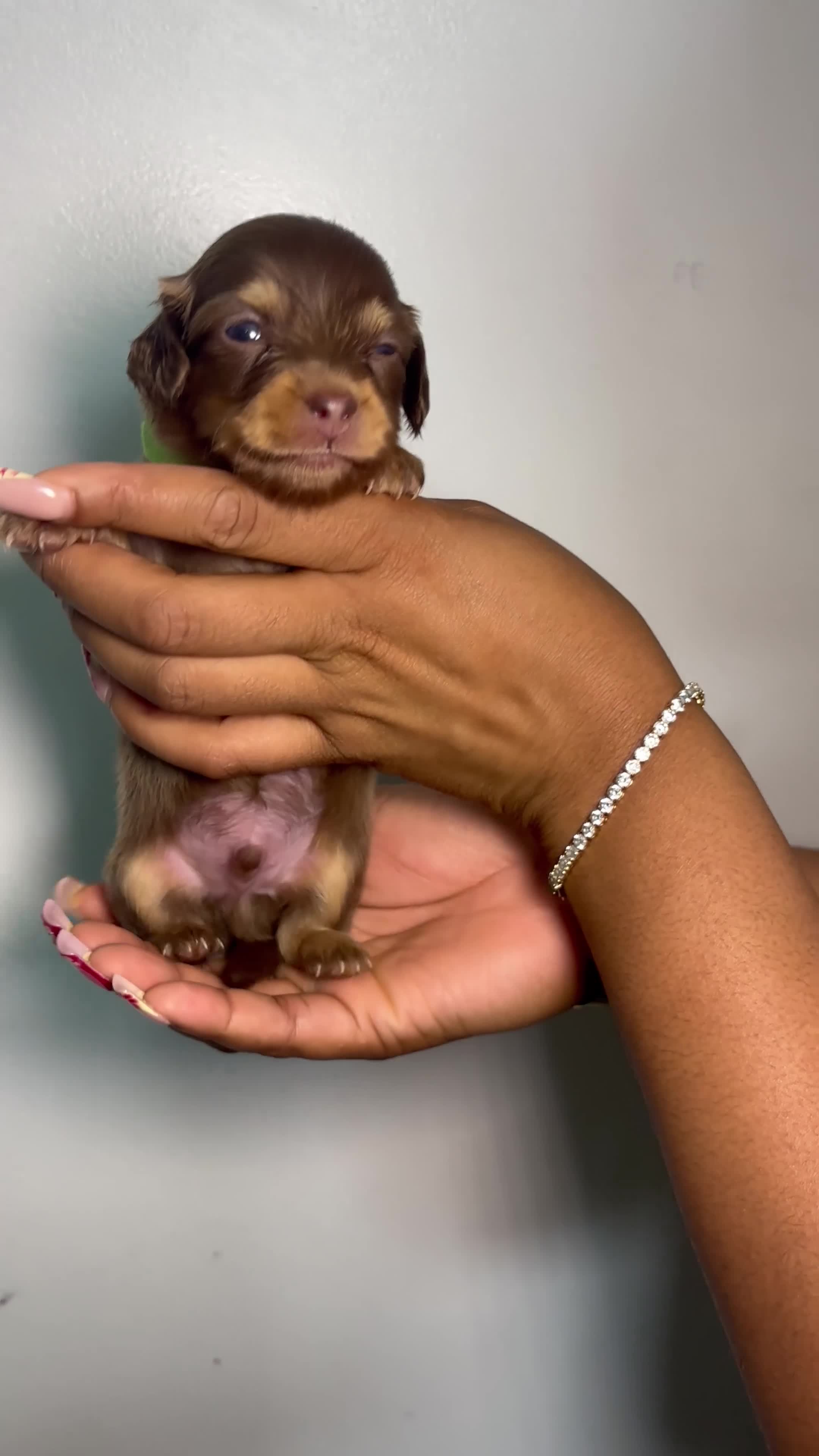 Miniature Dachshund dogs for sale: 🐾 Beautiful Mini Dachshund x Chihuahua Puppies  in Leeds - Video 1