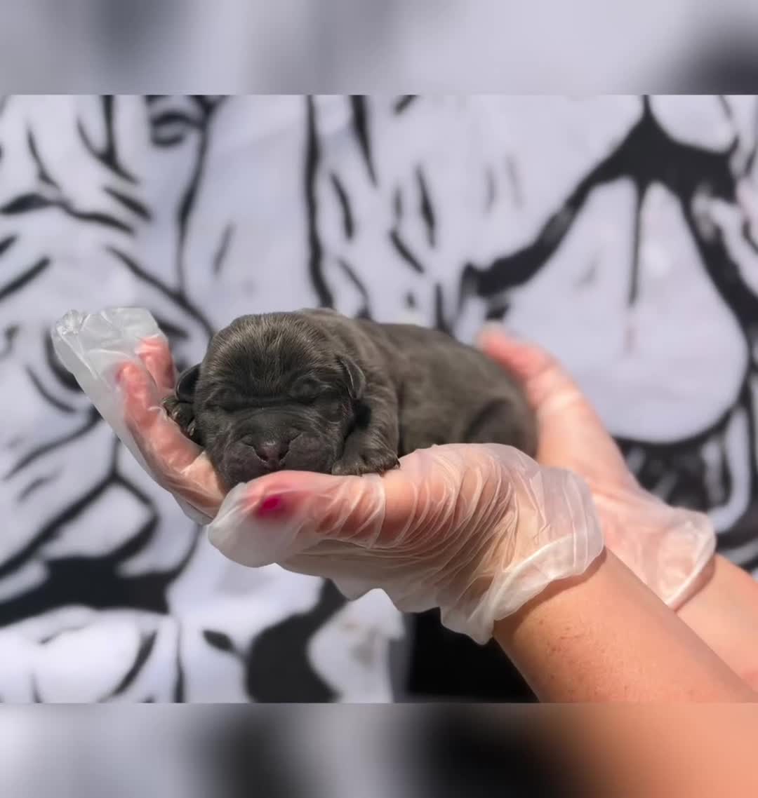 Cane Corso dogs for sale: 🐾 LITTER „K” they’re here 🥳 🐾 - Video 1