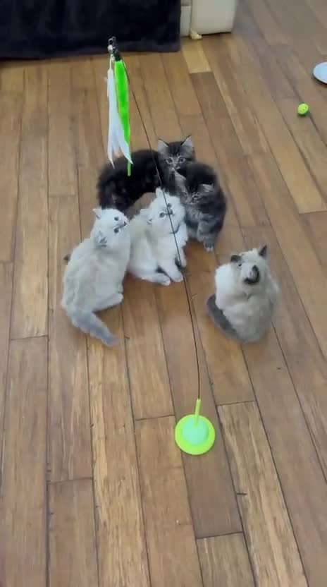 Mixed Breed cats for sale: 5 fluffy beautyful longhair ragdoll cross kitten - Video 1