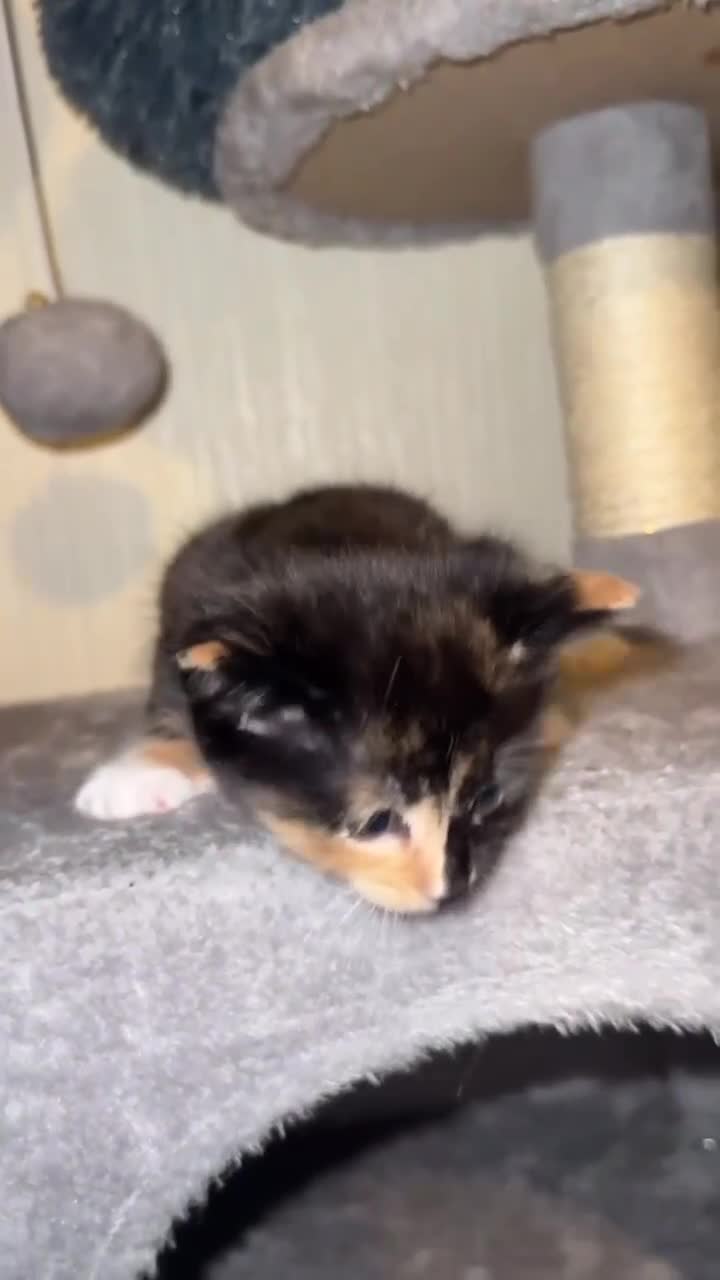 Mixed Breed cats for sale: Kittens for sale - Video 2
