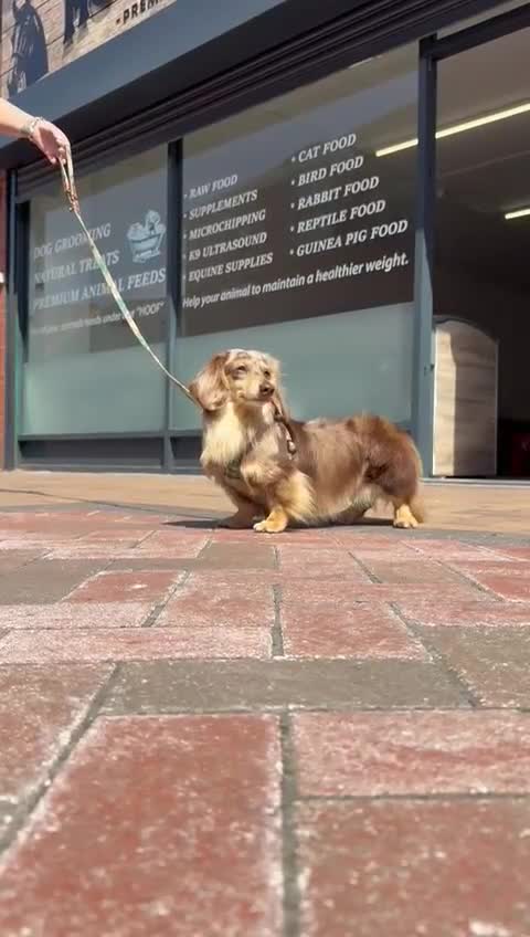 Miniature Dachshund dogs for stud: Dapple Long Haired Studs OREO &TOMMY 🌟  in Tipton - Video 2