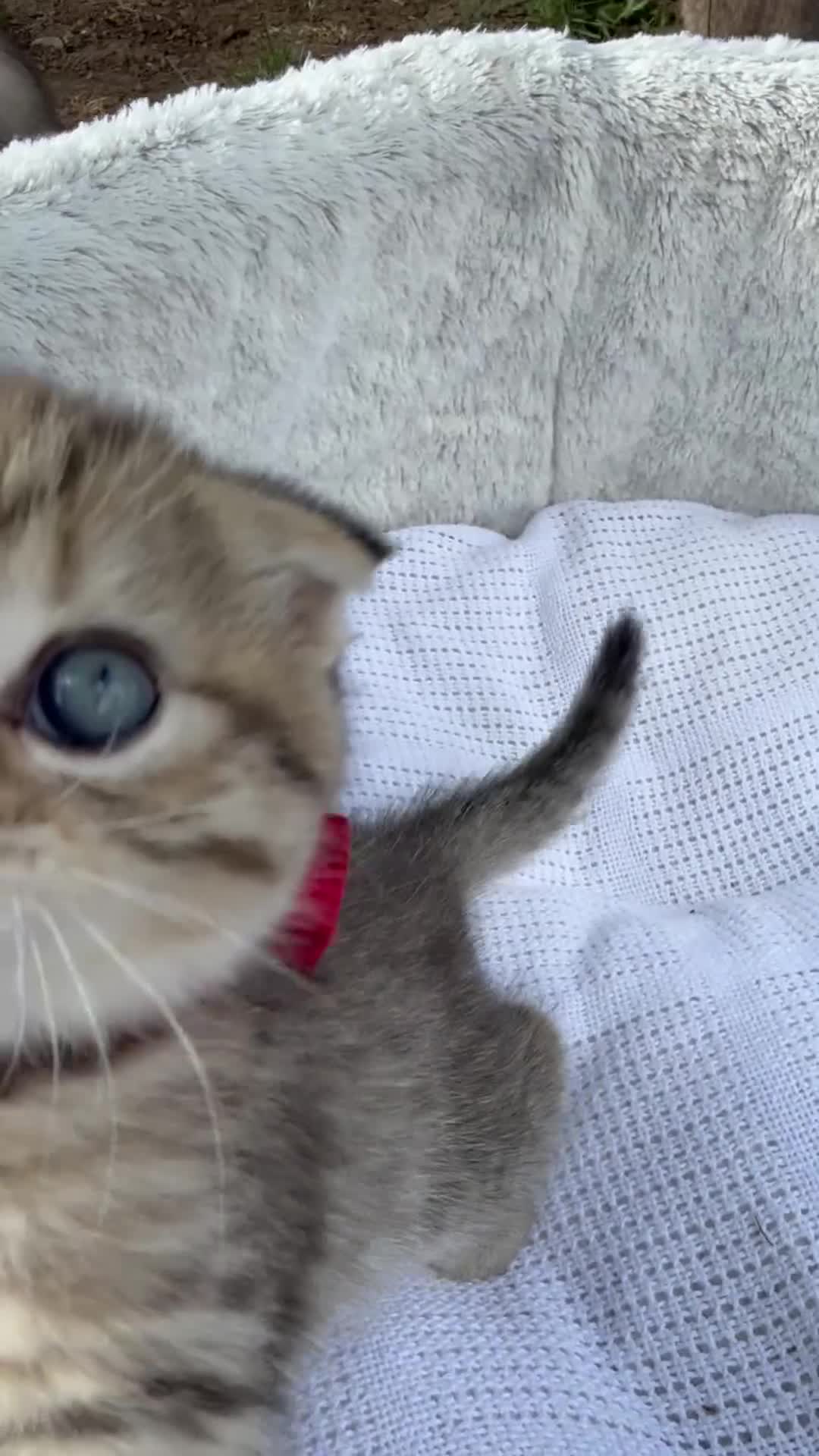 Scottish Fold cats for sale: Scottish Fold - Video 1