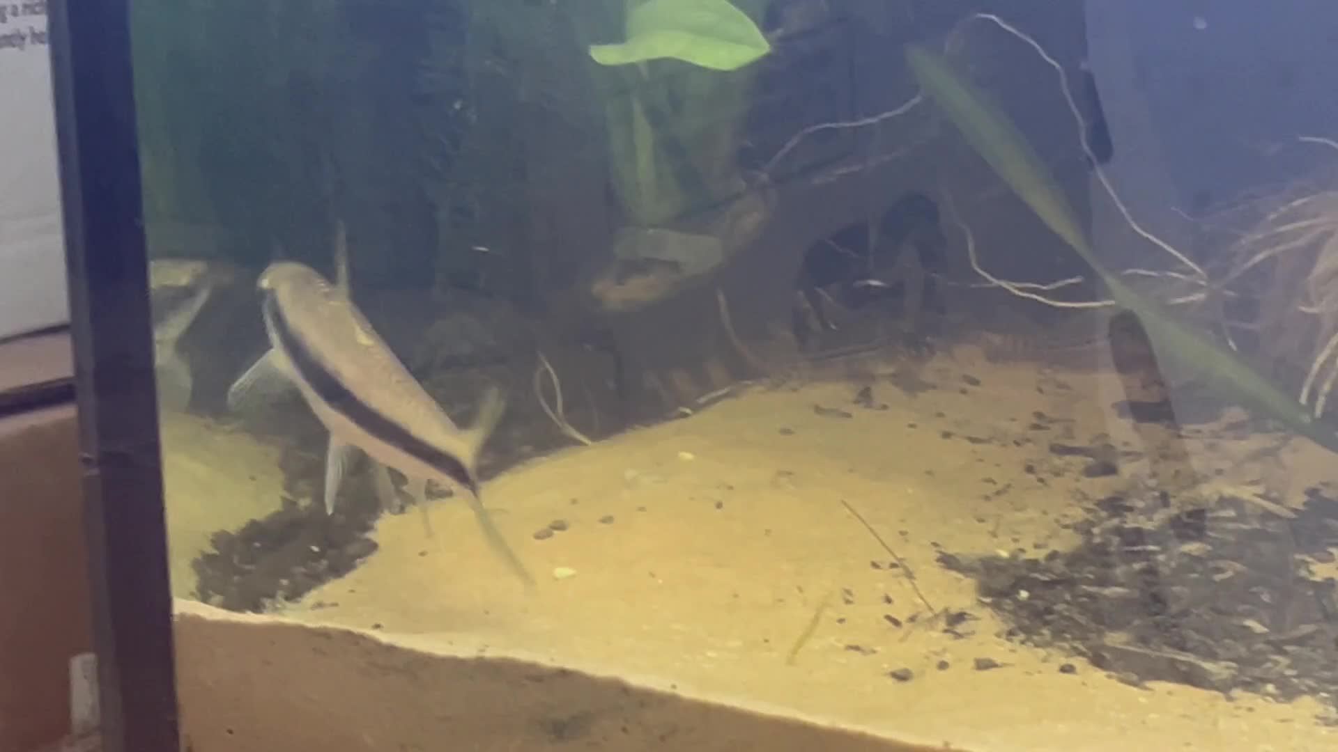 Koi Carp fish for sale: True Siamese Algae Eater Fish (Approx 6”) in Eastbourne - Video 1