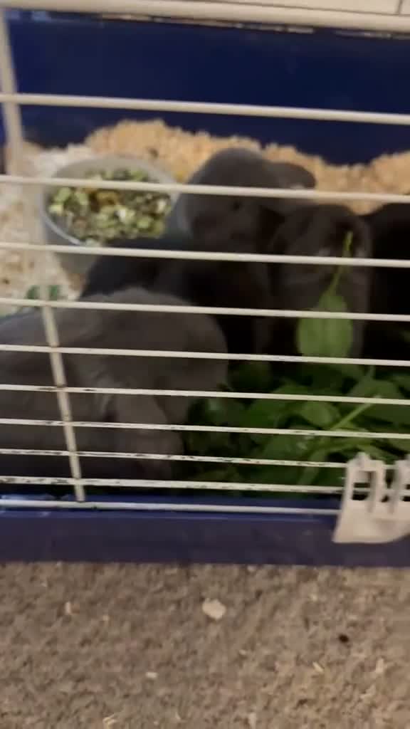 Mixed Breed rabbits for sale: Mix bread  - Video 1