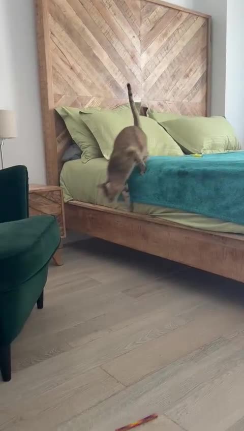 Mixed Breed cats for adoption: CARLA- MISSING BACK TOES MOST-FRIENDLY  SOUL - Video 2