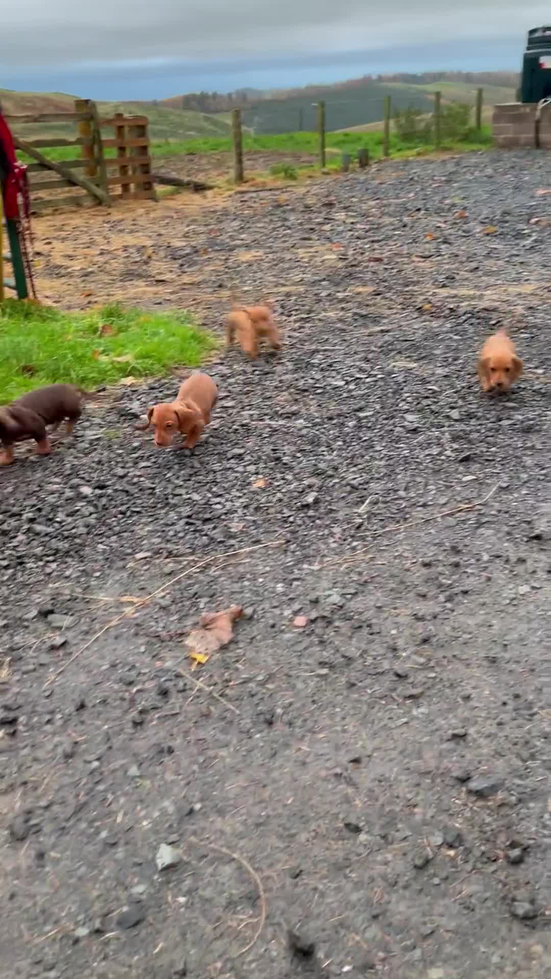 Miniature Dachshund dogs for sale: KC reg miniature smooth haired dachshunds  - Video 1