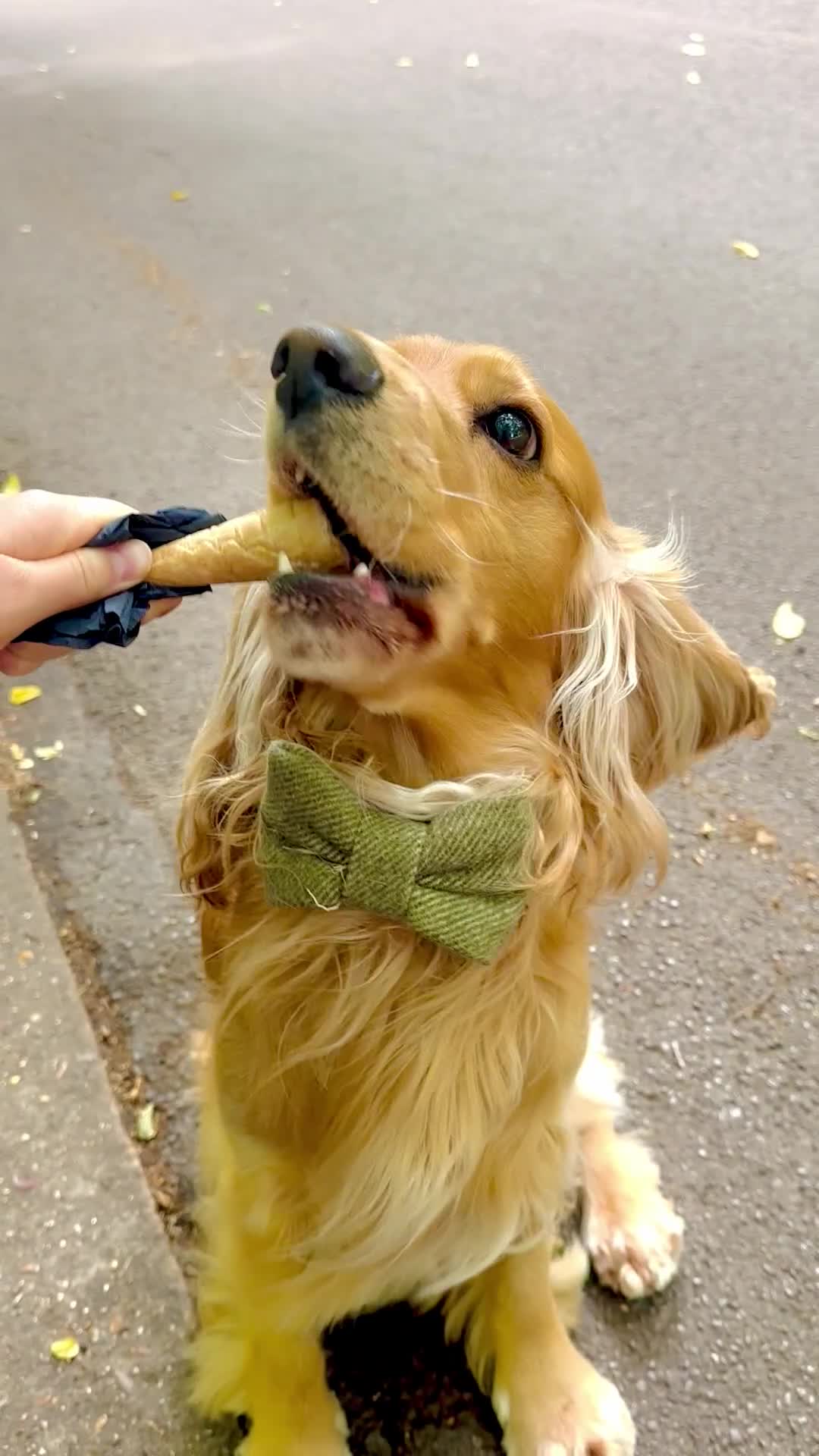 Cocker Spaniel dogs for stud: Henry the Show Cocker Spaniel  - Video 1