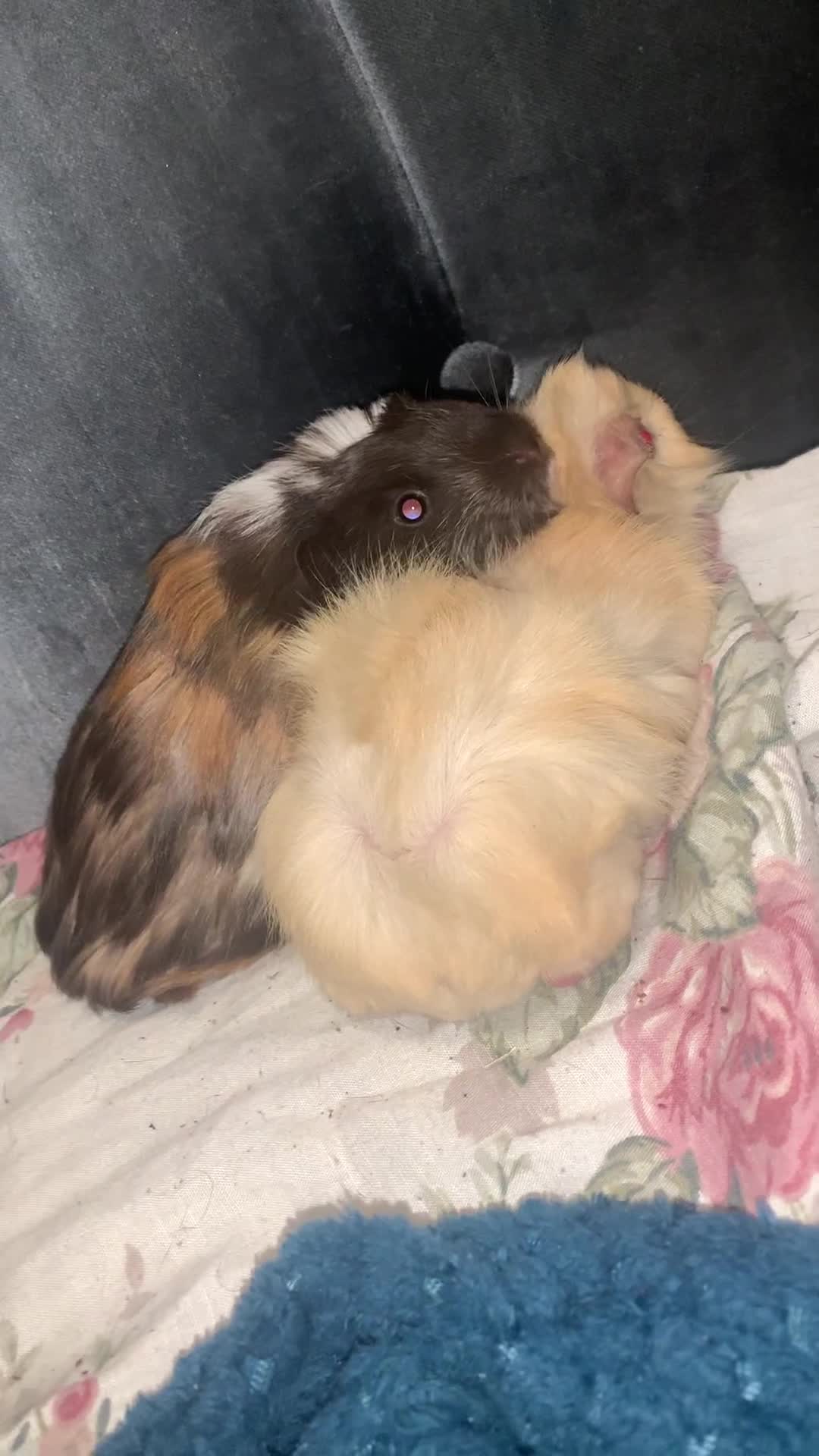 Guinea Pig rodents for sale: 2 male bore Guinea pigs  - Video 1