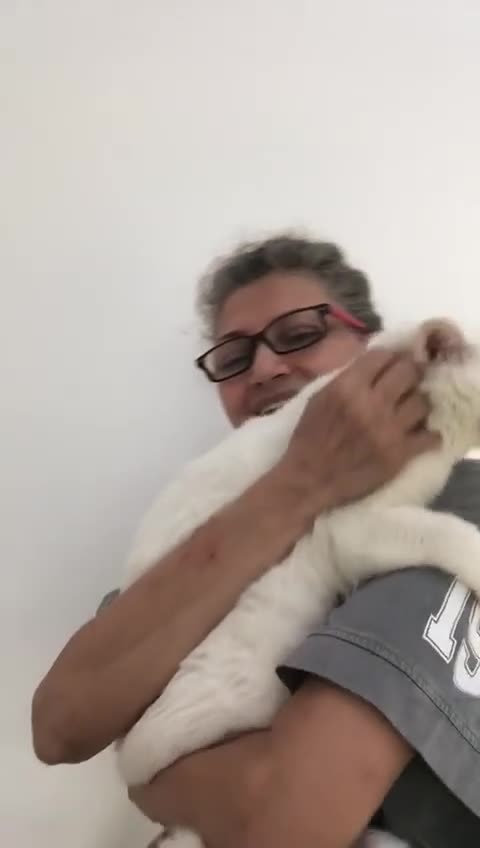 Mixed Breed cats for adoption: LENNON - MIX TURKISH ANGORA BOY PERFECT HEALTH  - Video 1