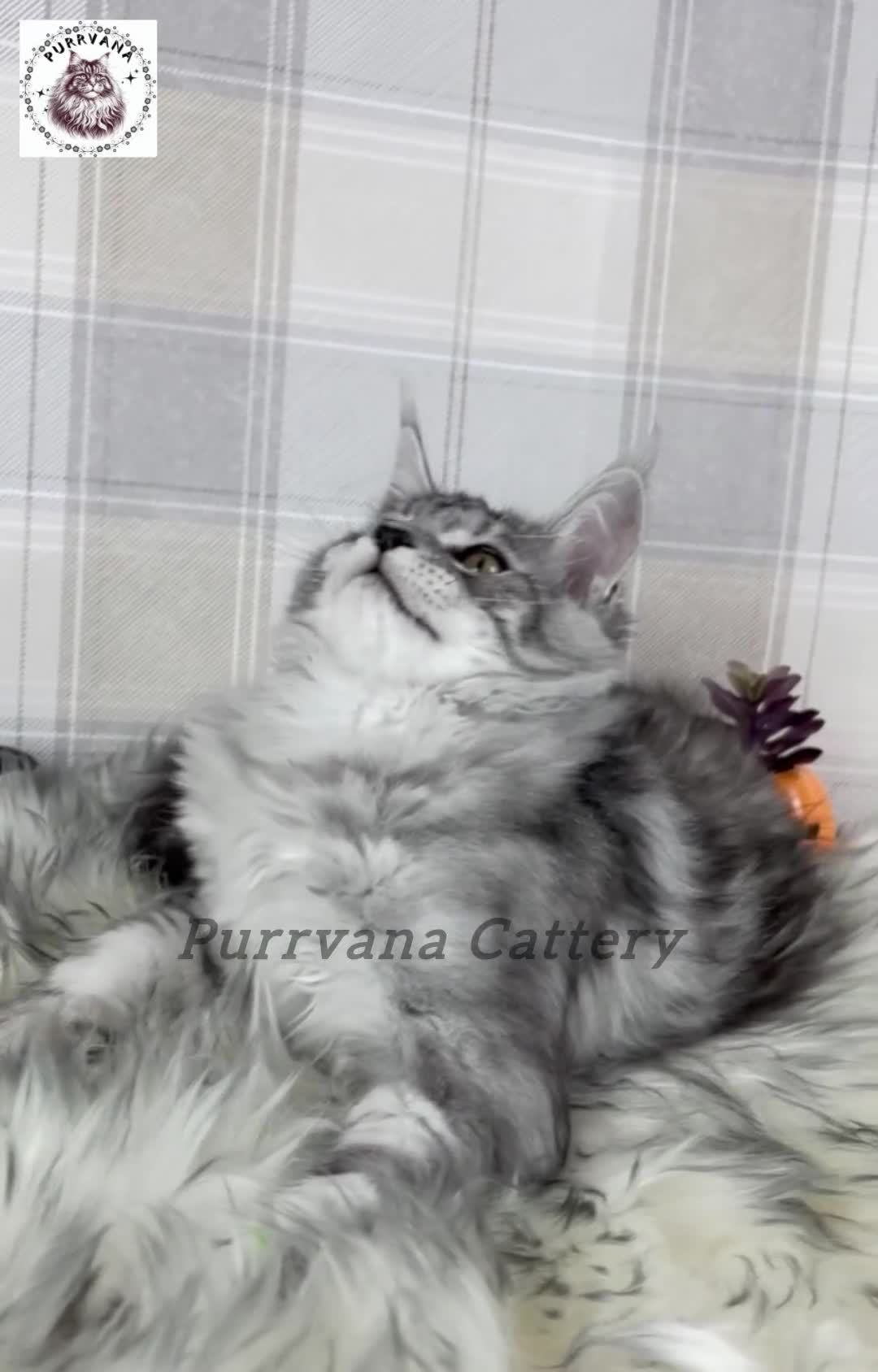 Maine Coon cats for sale: TICA registration Maine coon kittens Ready to go - Video 1