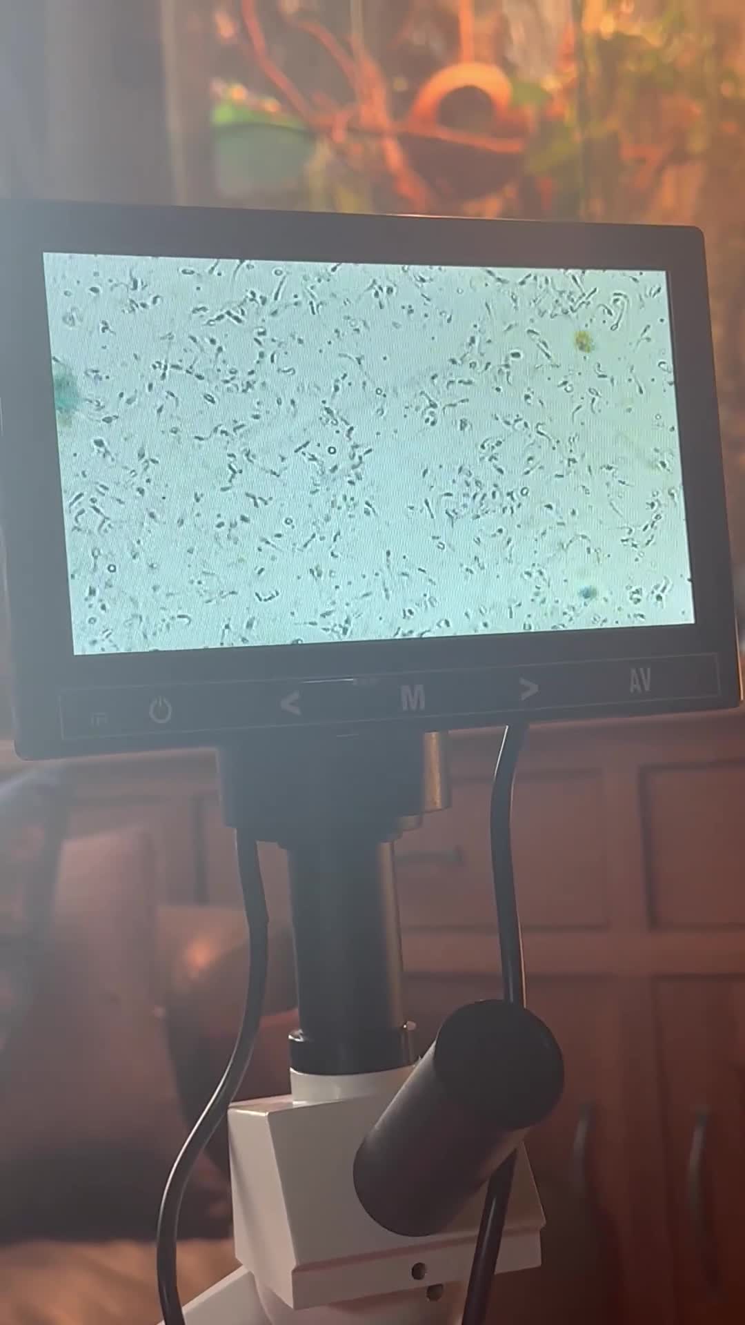 Miniature Dachshund dogs for stud: Black and Tan brindle - Miniature longhair STUD in Manchester - Video 2